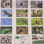 Avon Lake Redwood Eagle Calendars On Sale The Villager Newspaper Online