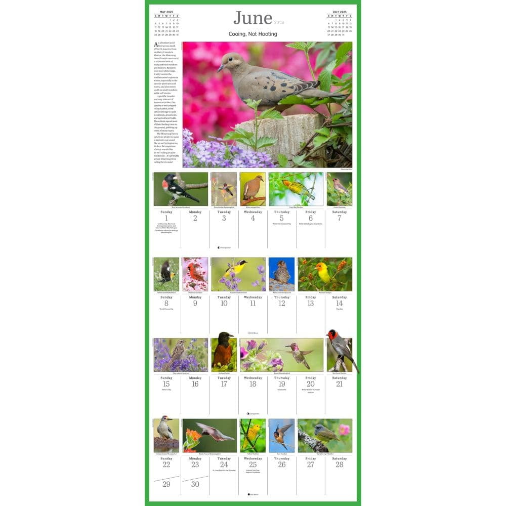 Audubon Songbirds And Other Backyard Birds Picture A Day r Wall Calendar 2025 Paperback Walmart