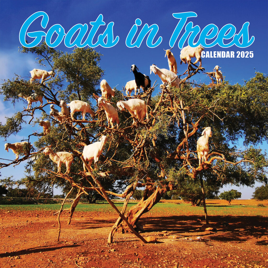 Goats 2025 Calendar Gifting Lords Labradors
