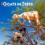 Goats In Trees 2025 12 X 24 Inch Monthly Square Wall Calendar Plastic Free BrownTrout Domestic Funny Farm Animals BrownTrout BrownTrout Publishers Inc 9781975477059 Amazon Books